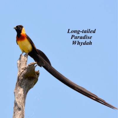 Long-tailed Paradise Whydah